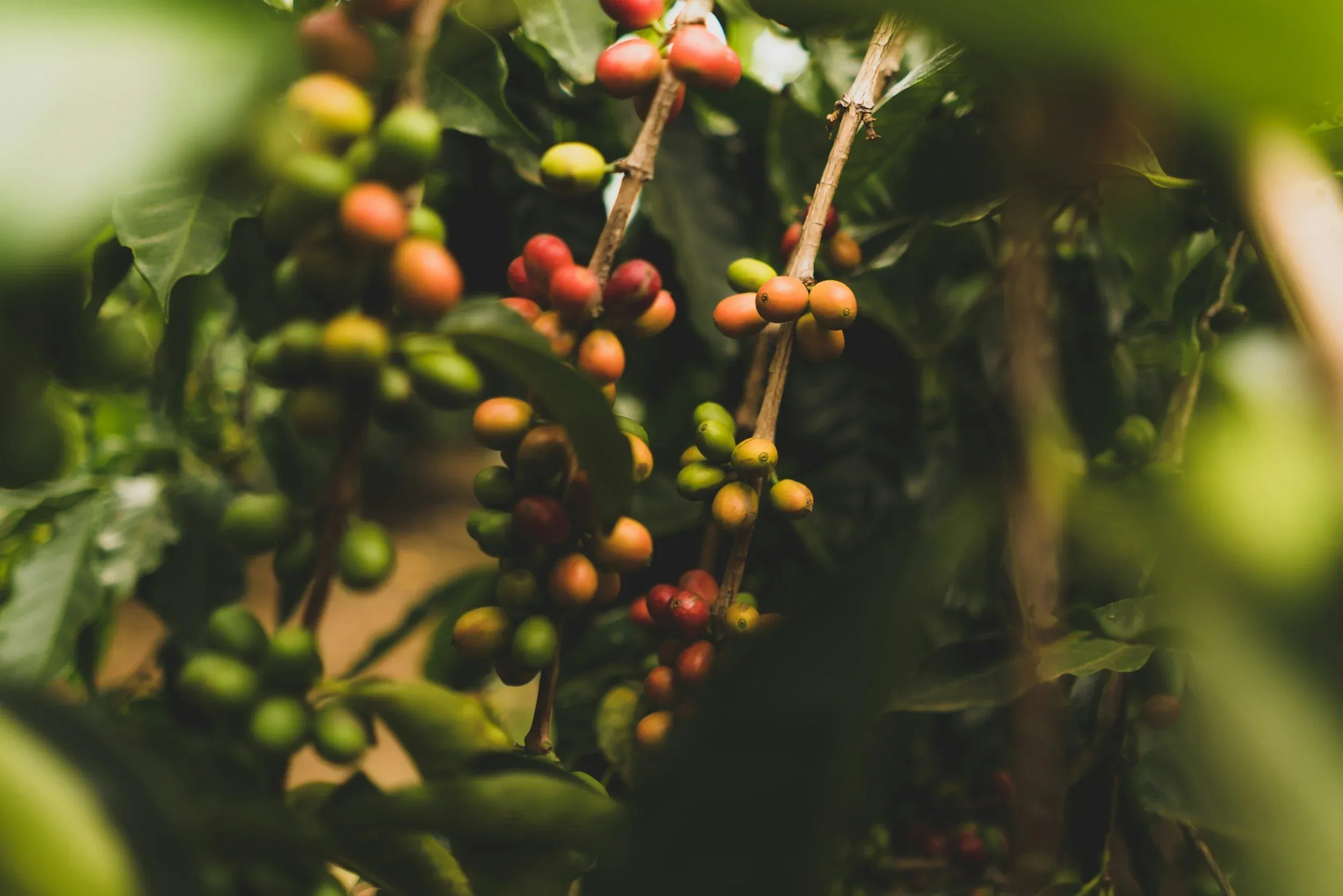 Will the soil of your life bear fruit?